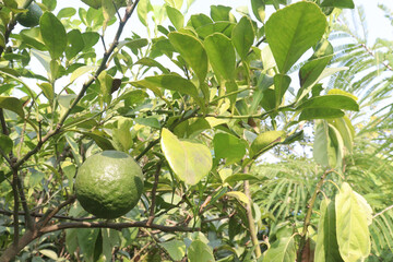 Citrus macroptera on tree in farm