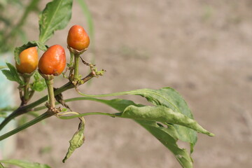 Capsicum annuum chili pepper on tree