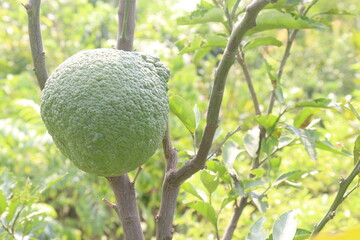 Citrus macroptera on tree in farm