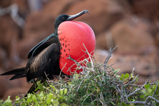 A male frigatebird (Frigata Magnificens) with his inflated gular sac. Gal&aacute;pagos Islands.