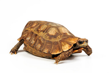 Stutz-Gelenkschildkröte - Männchen // Home's hinge-back tortoise - male (Kinixys homeana) (Kinixys homeana)