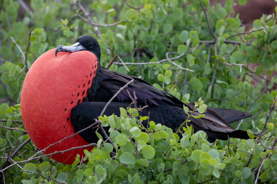 A male frigatebird (Frigata Magnificens) with his inflated gular sac. Gal&aacute;pagos Islands.