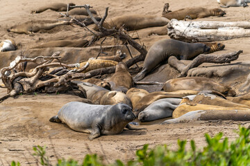 Colony of elephant seals on a beach in California, Año Nuevo State Park, California