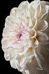 Macro shot of delicate peony flower with white petals