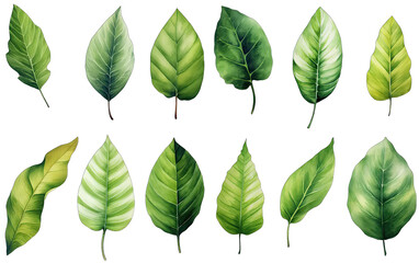 Natural tropical green leaves set isolated on transparent png background, different botanical plants.