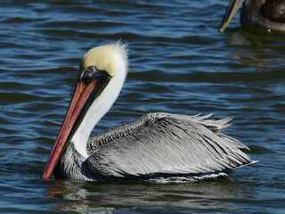 Brown Pelican at Fort Anahuac, Texas