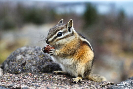 A chipmunk is happily munching on a walnut