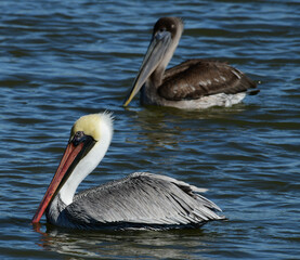 Brown Pelican at Fort Anahuac, Texas