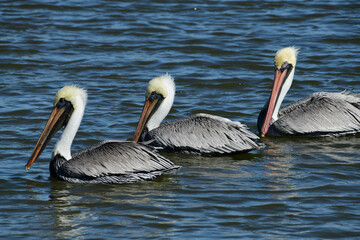 Brown Pelican at Fort Anahuac, Texas