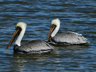 Brown Pelican at Fort Anahuac, Texas