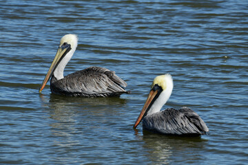 Brown Pelican at Fort Anahuac, Texas