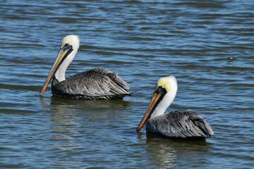 Brown Pelican at Fort Anahuac, Texas