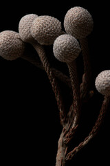 Vertical closeup of Brunia berries on black background as floral texture