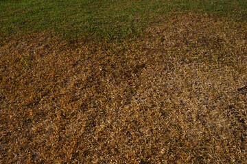 texture of dry grass and green grass