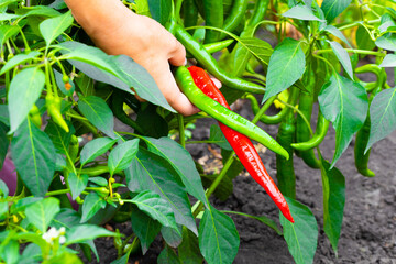 growing fresh chili peppers in the garden