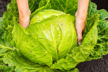 farmer picks fresh cabbage in the garden.
