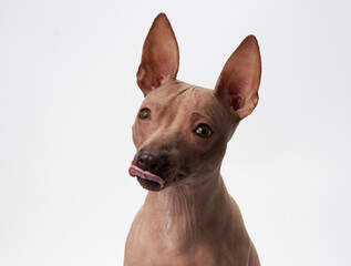 American Hairless Terrier dog with keen eyes. Captured mid-lick in a white studio, this breed's interest is piqued