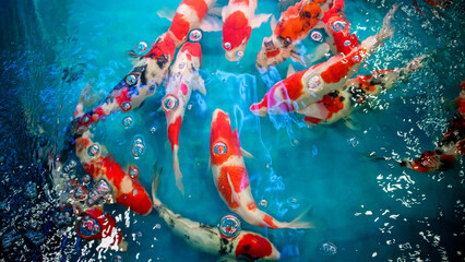 Koi fish cluster together. underwater fishes nishikigoi.koi Asian Japanese wildlife colorful Koi...