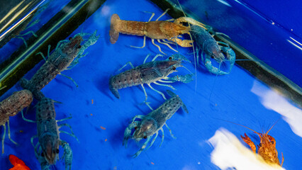  red crayfish (procambarus clarkii) with claws extended.