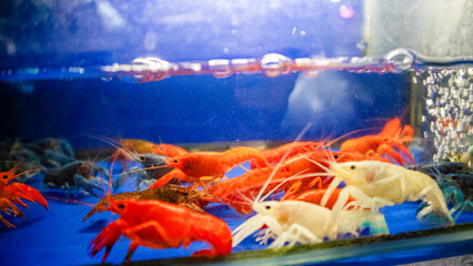  red crayfish (procambarus clarkii) with claws extended.