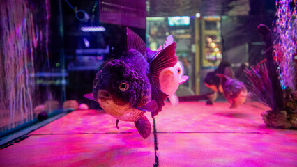 Obraz premium goldfish in the tank selling in the pet market