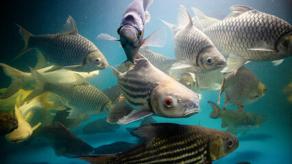 Big Cod fishes in huge water tank - obrazy, fototapety, plakaty