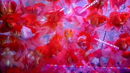 Many goldfish The scientific name Carassius auratus is a colorful fish. The body is white,...