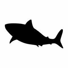 shark illustration