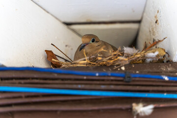 Mourning Dove sitting on a nest on the roof.