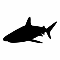 shark illustration