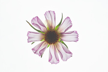Obraz premium Minimal top view background of single flower in bloom against backlight, copy space
