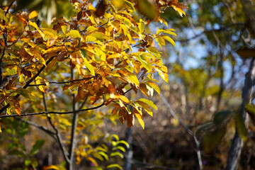 Beautiful red leaves in autumn
