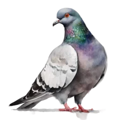 Deurstickers watercolour pigeon © Crimz0n