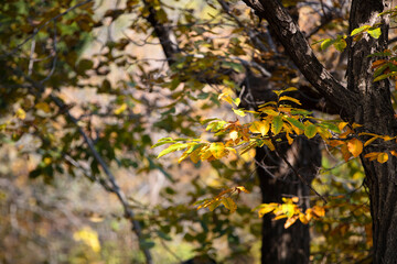 Autumn branches and golden leaves