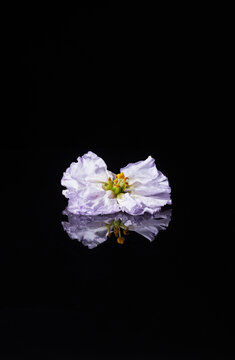 Vertical background image of delicate purple flower with mirror reflection against black, copy space