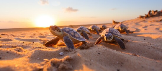 Multiple adorable baby turtles emerge from their nest and make their way to the ocean in a captivating wildlife occurrence at Ningaloo National Park, Exmouth, Western Australia.