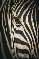 Close-up of a Zebra's Striped Body with Unique Animal Markings