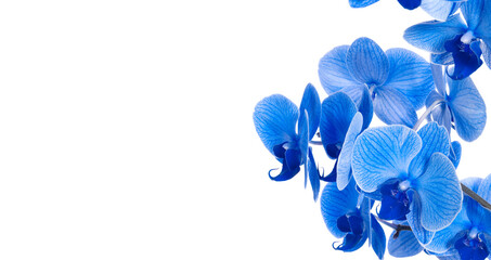 beautiful blue Orchid without background, bright blue Orchid flowers on a white background. isolate - obrazy, fototapety, plakaty