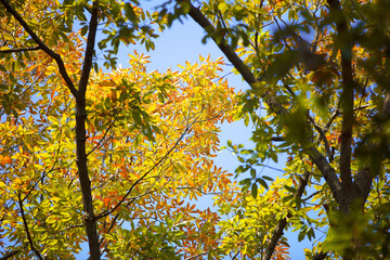 Leaves that turn yellow in autumn