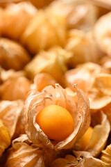 Cape gooseberry, Goldenberry or Physalis peruviana