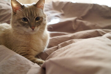 Front view of a cute beautiful Siamese breed cat on a classic brown blanket