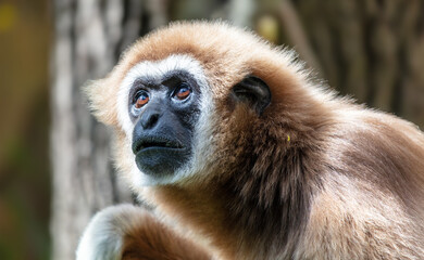 Portrait of a monkey in the zoo