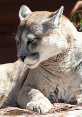 Naklejka premium Puma sleeps in the zoo
