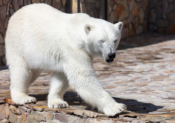 Portrait of a polar bear in the zoo