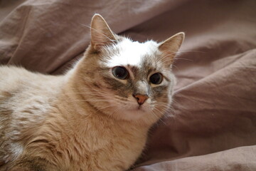 Front view of a cute beautiful Siamese breed cat on a classic brown blanket