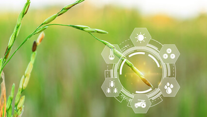 Rice seedlings field with infographics Smart farming and precision agriculture with visual icon,...