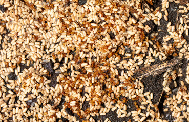 Close up of red ant eggs. Macro
