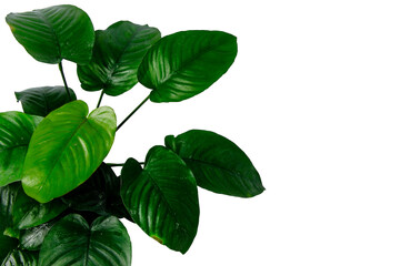 Dark green foliage of Anubias Broad leaf popular aquatic plants for decoration isolated on...