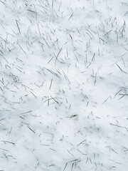 Grass on the lawn in the snow in winter. Background