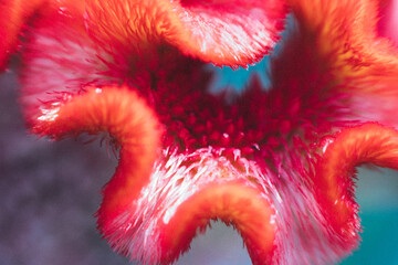 Beautiful closeup macro pictures of flowers